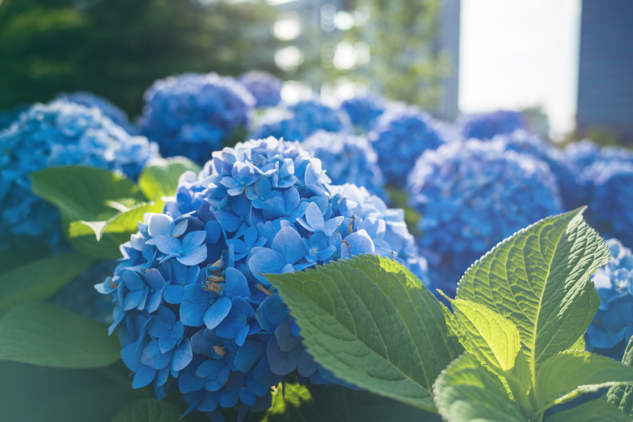 hydrangea hortenzia kvet blog