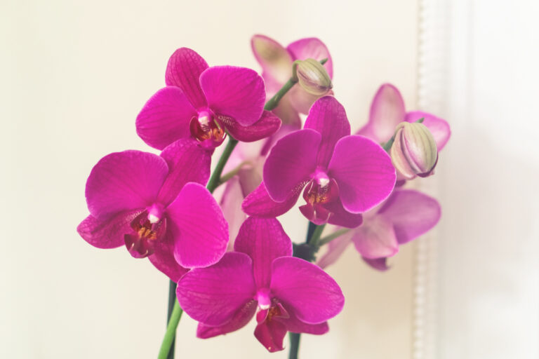 orchidea farebný a voňavý kvet